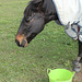 Friendly Horse near Eumundi