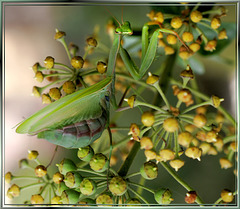 Gottesanbeterin (Mantis religiosa) ©UdoSm