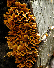 Fungus ruffles
