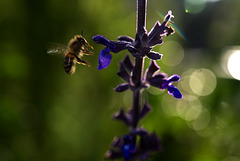BESANCON: Une abeille. ( Apis mellifera mellifera).
