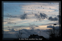 Gulls flock over Edinburgh Road, Seaford - 21.1.2014