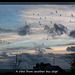 Gulls flock over Edinburgh Road, Seaford - 21.1.2014