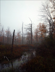 autumn in the swamp