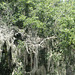 Spanish Moss Lovers.. for you!
