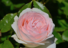 Au festival des roses d'Estavayer-le-Lac...