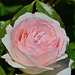 Au festival des roses d'Estavayer-le-Lac...