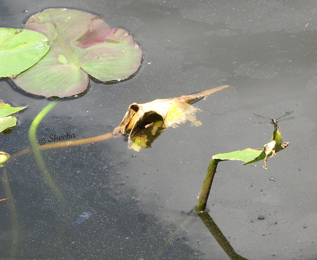 Dragonfly & Lily pads ...