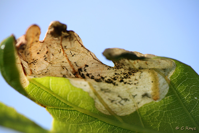 Oakl Leaf-miner Moth