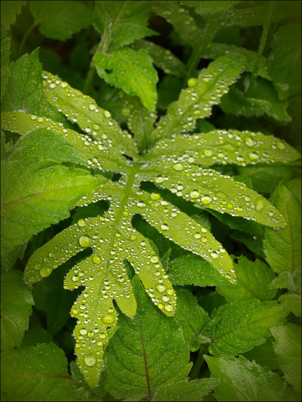 rain on fern