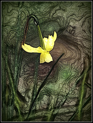 daffodil funk