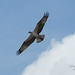 Juvenile flight -