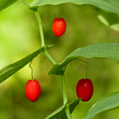 Claspleaf twistedstalk berries