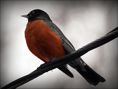 little robin red breast