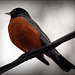 little robin red breast
