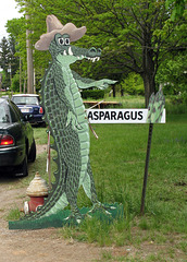 Asparagus Gator