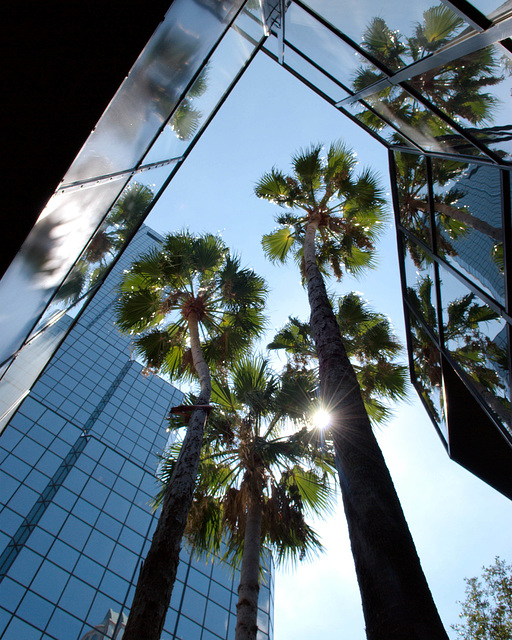 Palms in Reflection