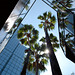 Palms in Reflection