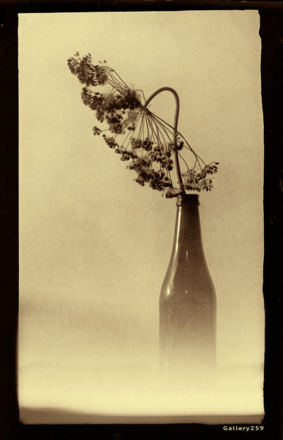 Dill Seedhead & Bottle with a sepia tone.