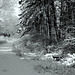 A Winter Trail