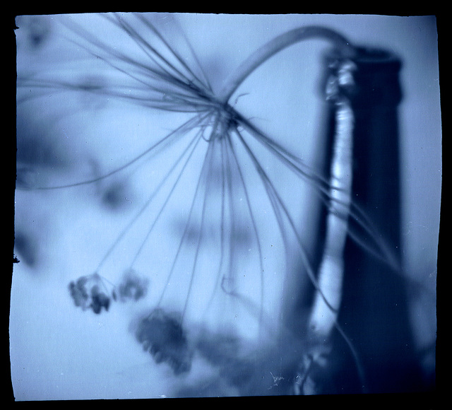 Dill Seedhead in Bottle