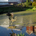 Frog Pond with Heron