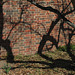 Bricks & Branches (shadows)