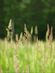 tall grasses