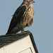 Young Swainson's Hawk