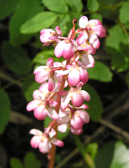 Common Pink Wintergreen