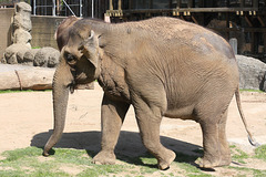 Elefantin Jenny (Zoo Karlsruhe)