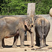 Rani und Shanti (Zoo Karlsruhe)