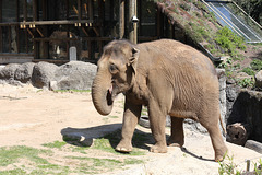 Elefantin Jenny (Zoo Karlsruhe)