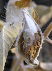 Milkweed seed pods