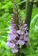 Dactylorhyza maculata ou Dactylorhyza fuchsii, Orchis tacheté, Orchidées, Rhône, France