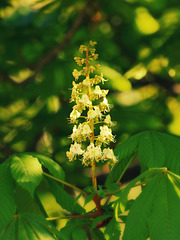 chestnut tree flowers