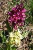 Orchis à odeur de sureau, Dactylorhiza sambucina, Orchidées (Aubrac, département de l'Aveyron, Midi-Pyrénées)