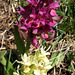 Orchis à odeur de sureau, Dactylorhiza sambucina, Orchidées (Aubrac, département de l'Aveyron, Midi-Pyrénées)