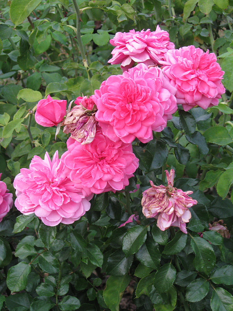 Pink, Huntington Gardens