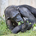 Schimpansin (Zoo Heidelberg)