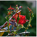 Knockout Rose Bud in Rain