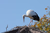 Storch auf der Adlervoliere (Zoo Heidelberg)