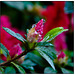 Red Ruffle Azalea Bud in Rain - Bokeh