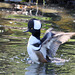 Ente - Kappensäger (Zoo Heidelberg)