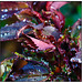 Knockout Rose Leaves in Rain