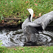 Flatterhafter Vogel (Zoo Karlsruhe)