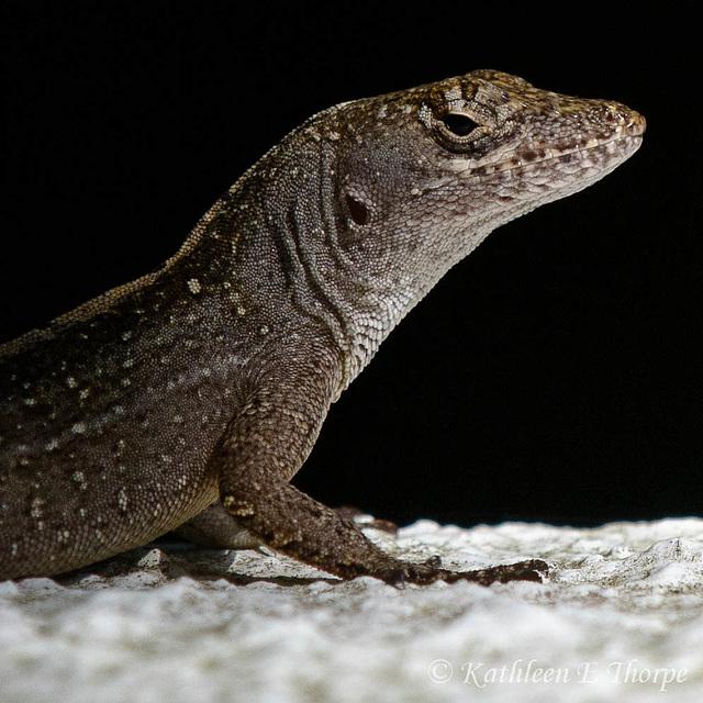 Anole Male