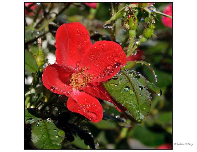 Rose with Rain and Sunlight