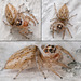 Jumping Spider Collage