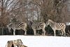 Damara-Zebras (Zoo Heidelberg)