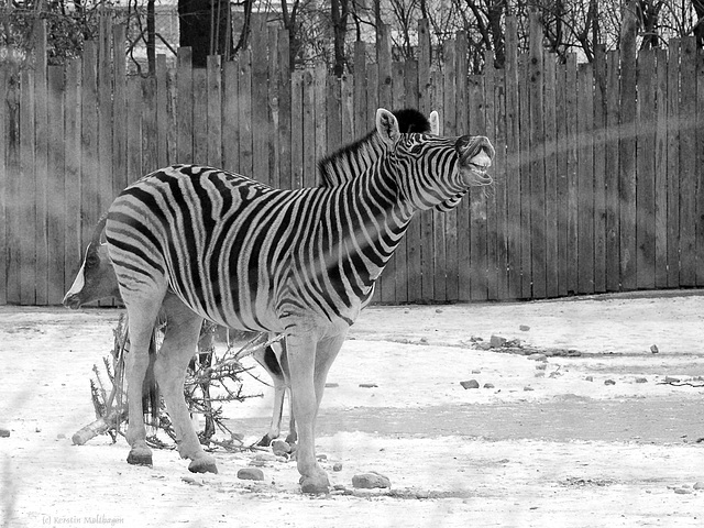 Damara-Zebra (Zoo Heidelberg)